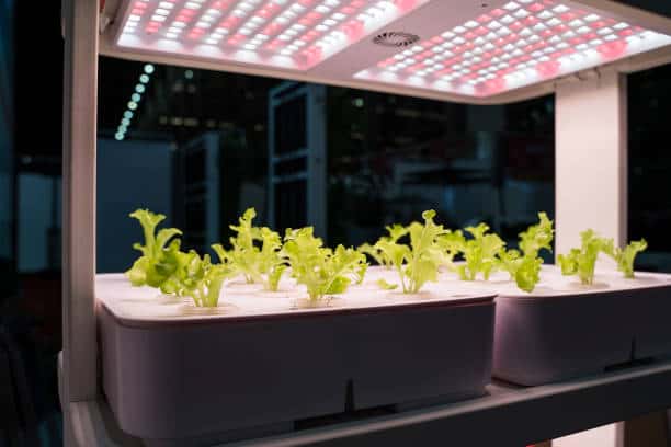 Best LED Grow Lights for Indoor Plants