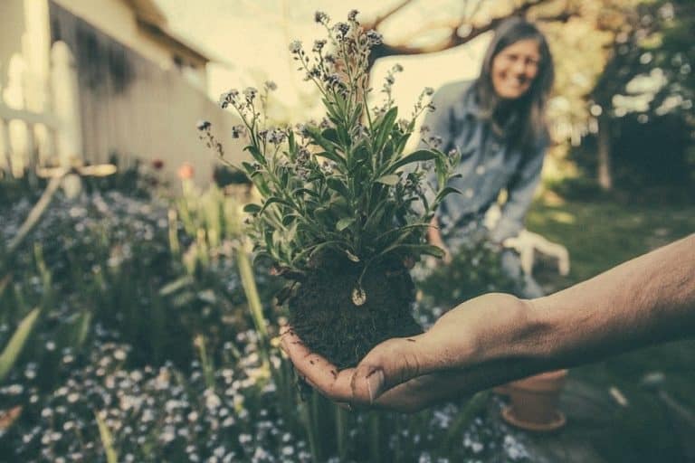 21 Gardening Tips for Beginners 