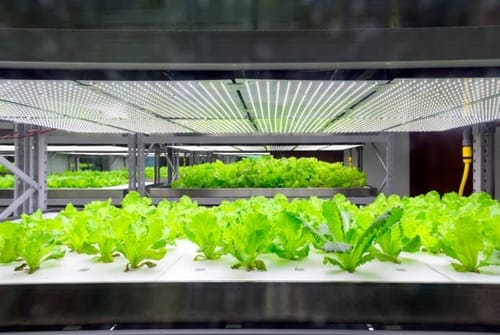 The Best Hydroponic Systems on the Market