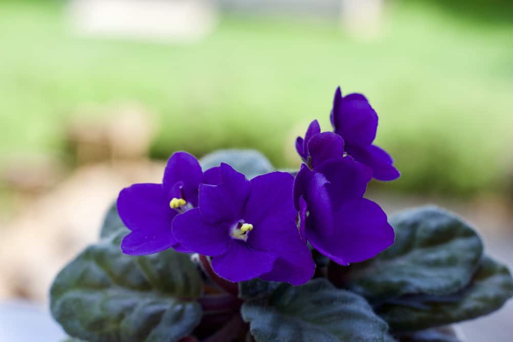 African Violets