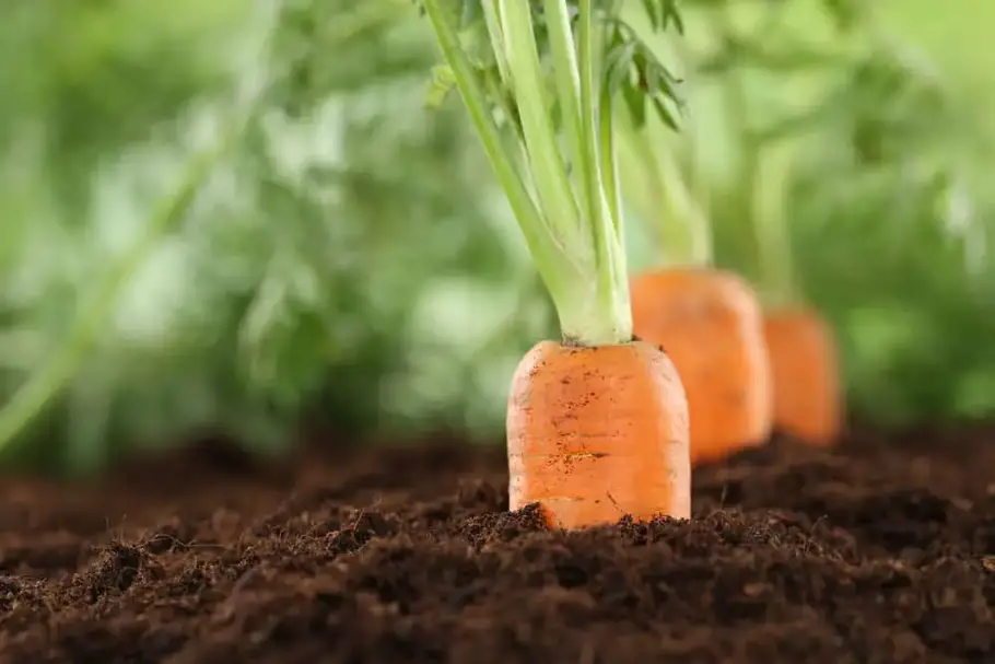 Carrots