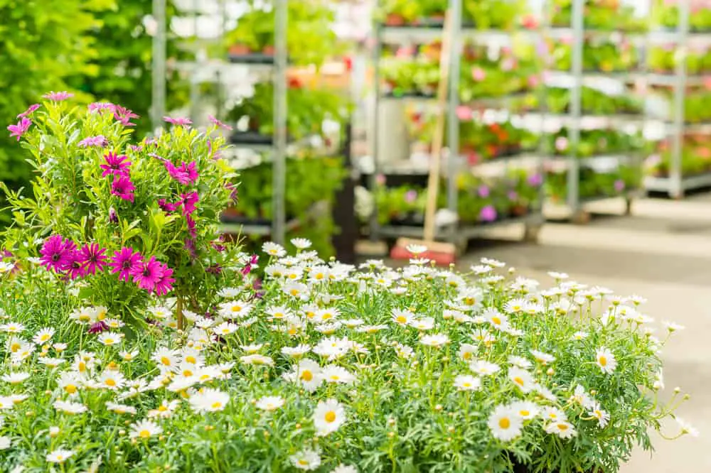 Daisies