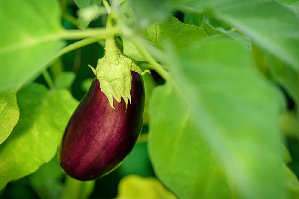 Eggplant