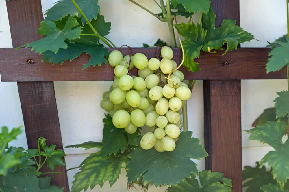 Grapes