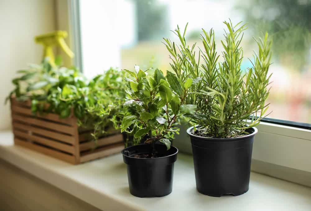 Kitchen Herb Garden