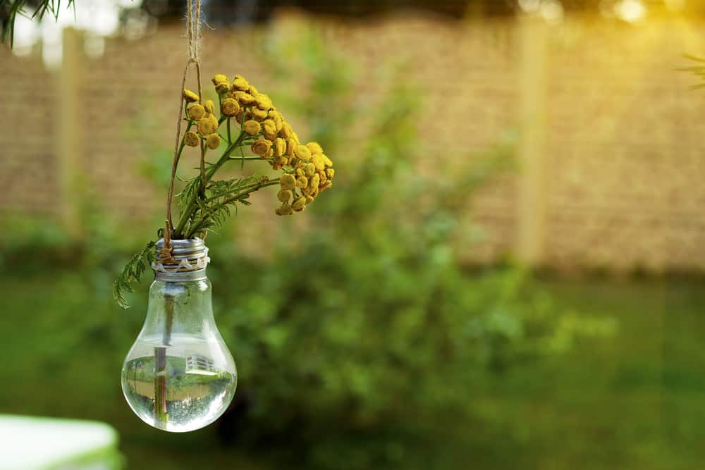 Light Bulb Vases