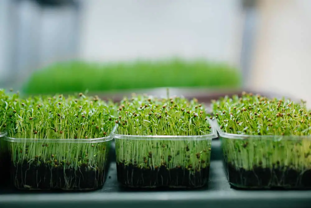 Microgreens