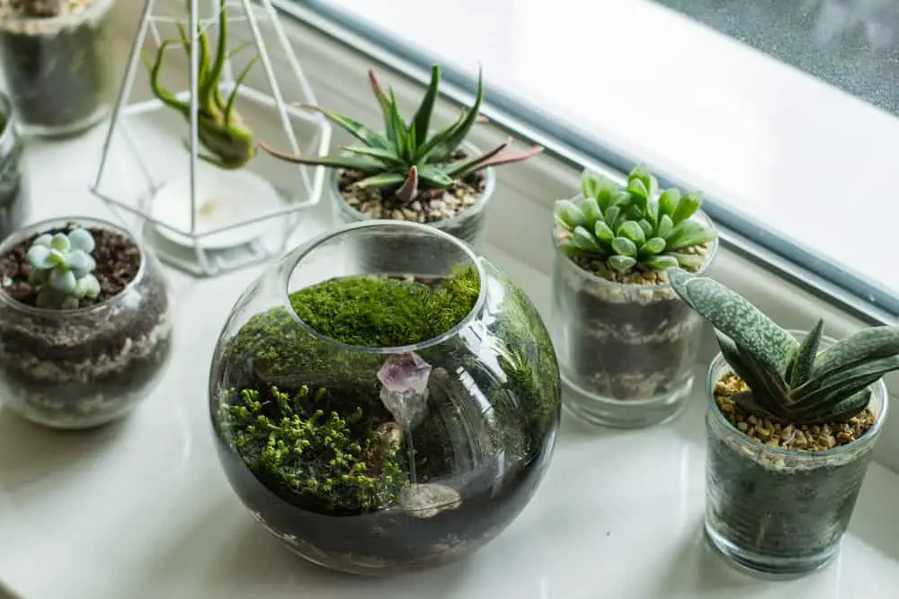 Moss Ball Display