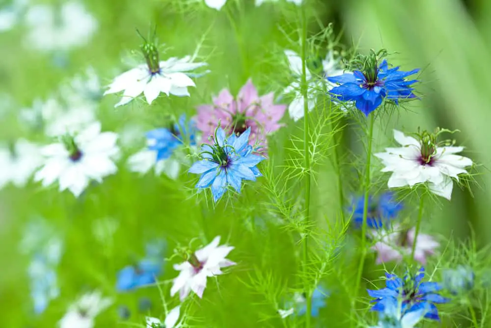 Nigella (Love-in-a-Mist)