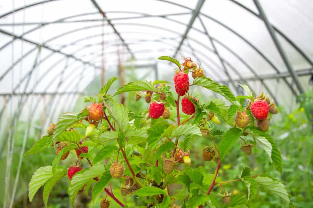 Raspberries