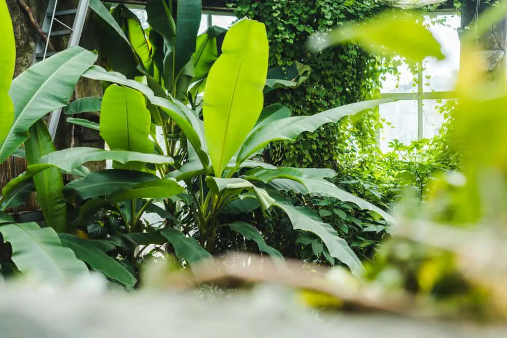 Small-Scale Greenhouse