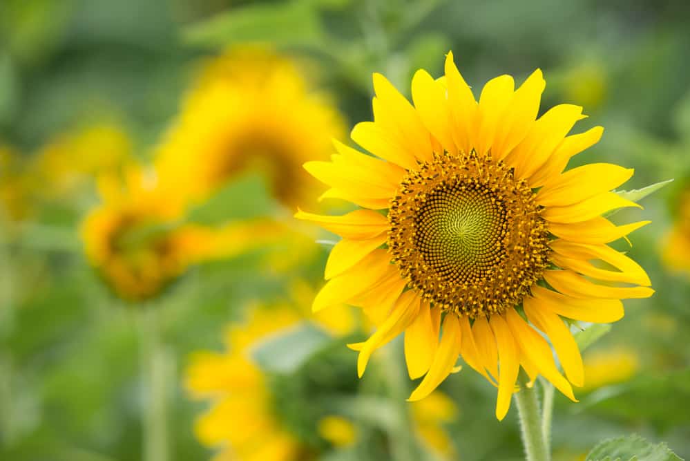 Sunflowers