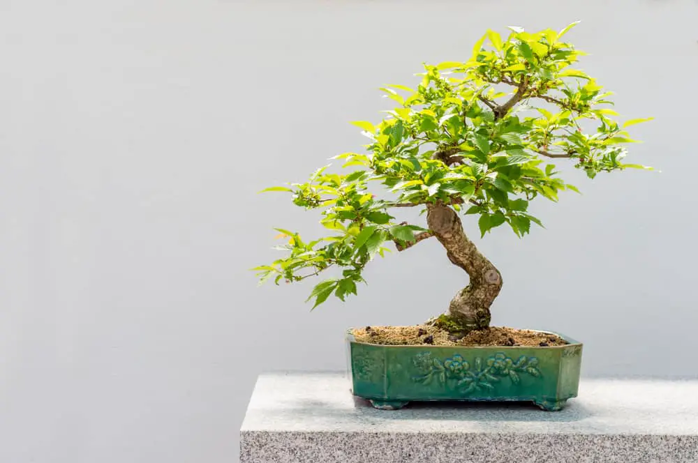 Tabletop Bonsai