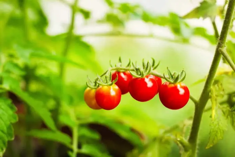 What to Plant with Tomatoes to Keep Bugs Away