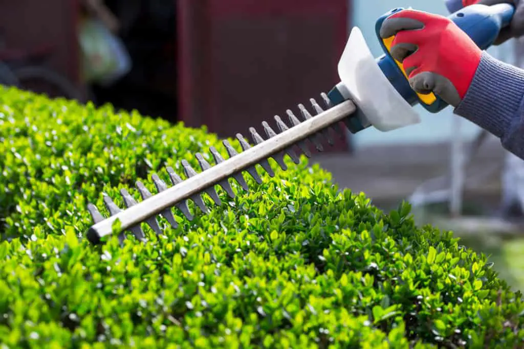 10 Best Hedge Trimmers for Thick Branches (July 2026)
