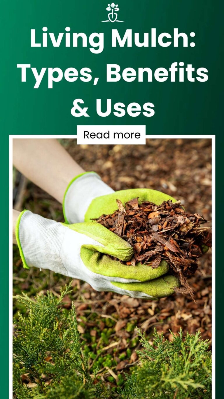 Living Mulch Types, Benefits & Uses Traditional Gardening