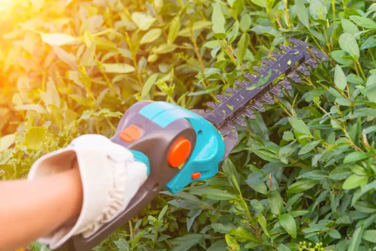 Best Small Hedge Trimmers