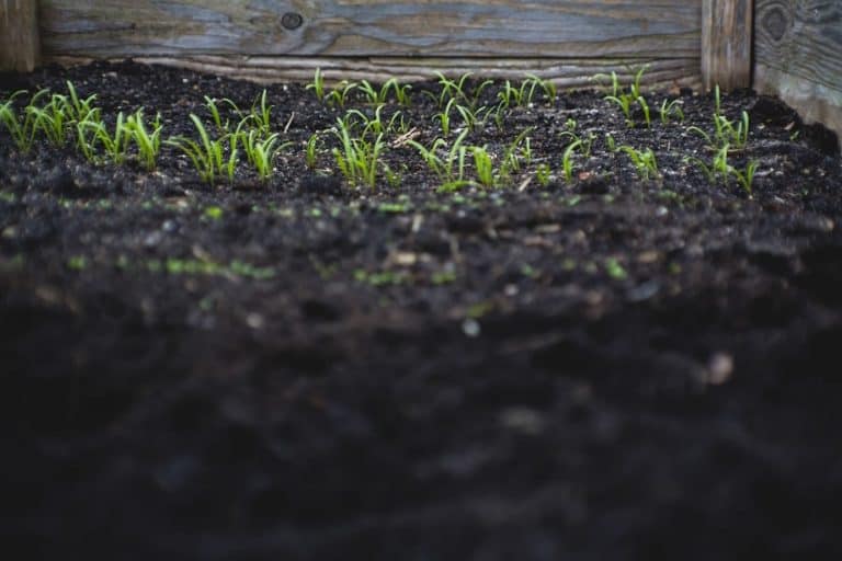 13 Ways To Improve Soil Quality