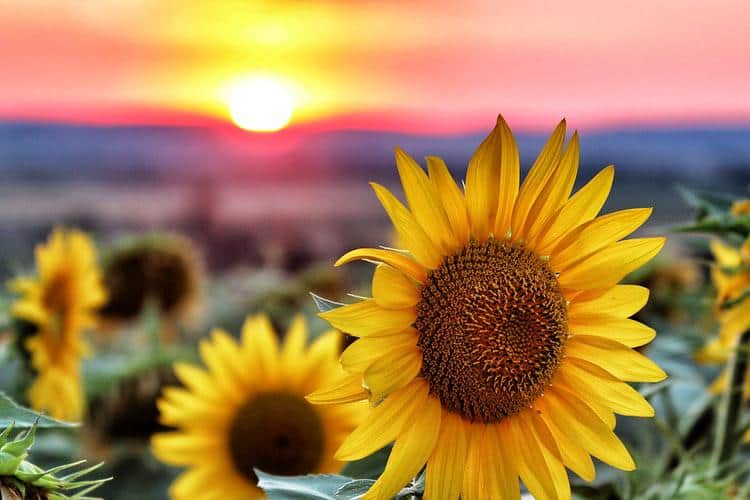 How Fast Does a Sunflower Grow? (Tips to Accelerate Growth)