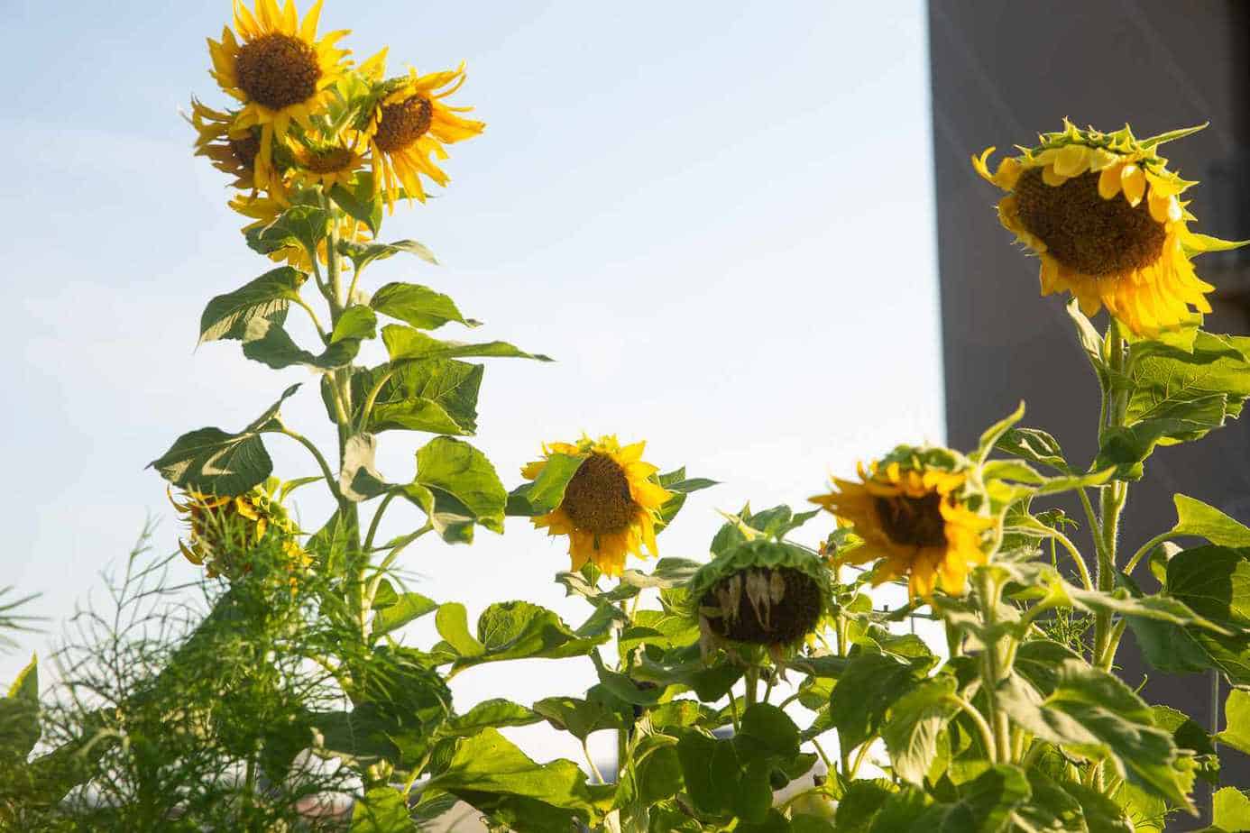 How Fast Does a Sunflower Grow? (Tips to Accelerate Growth)