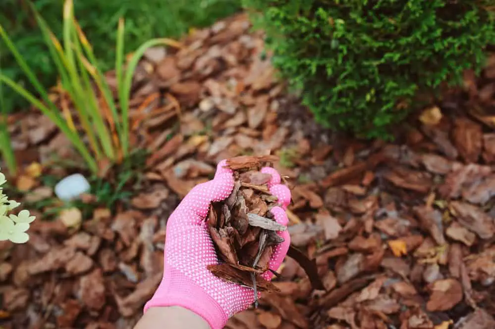 mulching garden beds with pine bark pieces