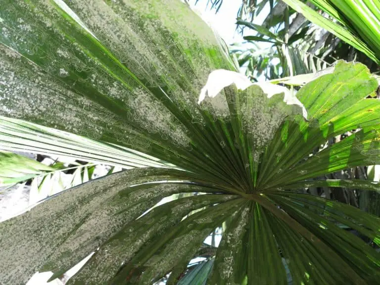 How to get rid of White Fungus on Palm Trees (4 Ways that Work)