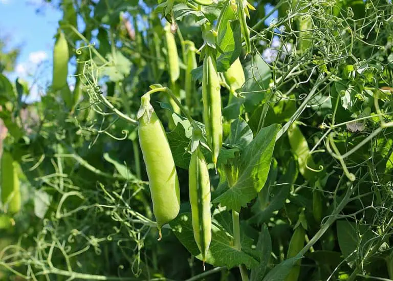 10 Companion Plants for Turnips (That Work Extremely Well!)