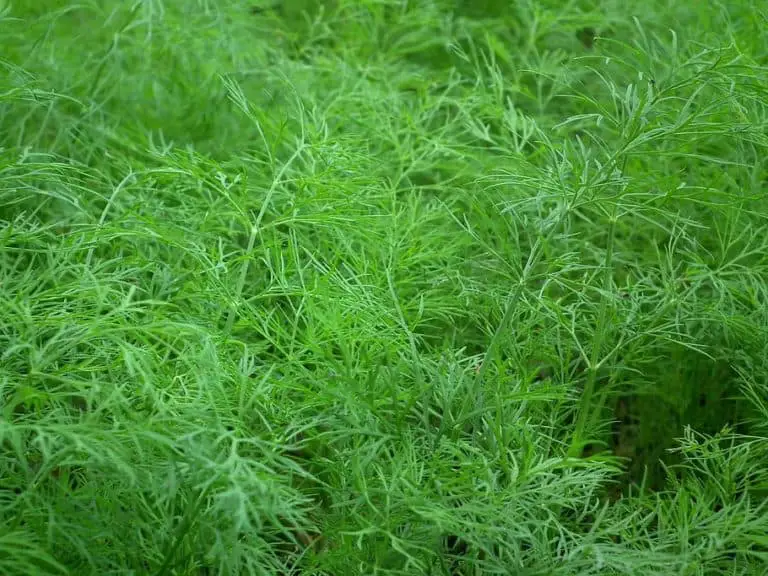 How To Harvest Dill Without Killing The Plant