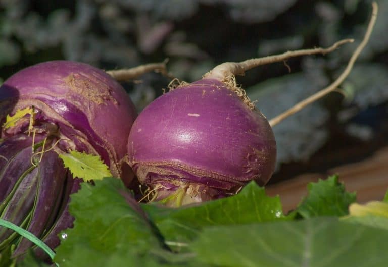 How To Grow Turnips In Your Backyard And When To Plant Them