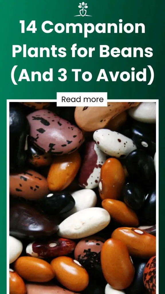 14 Companion Plants for Beans (And 3 To Avoid)-min