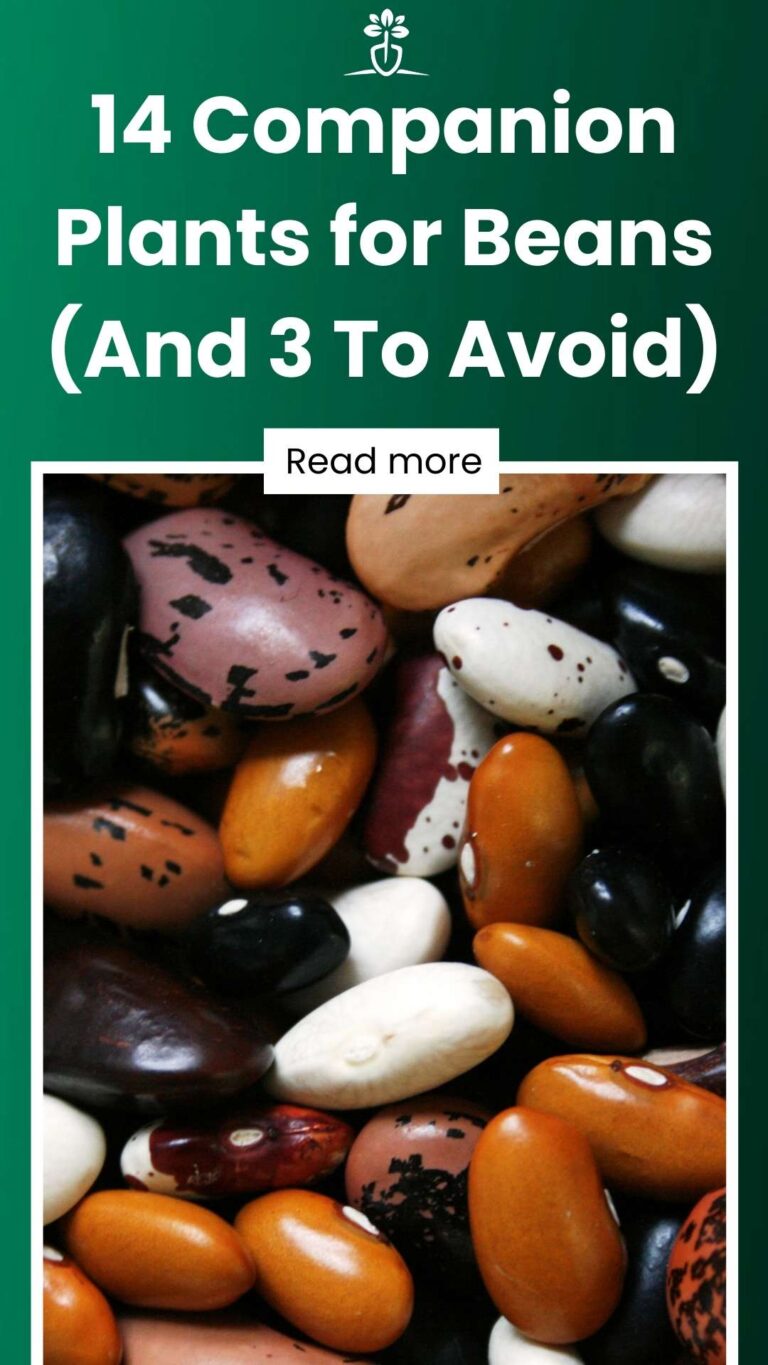 14 Companion Plants for Beans (And 3 To Avoid)