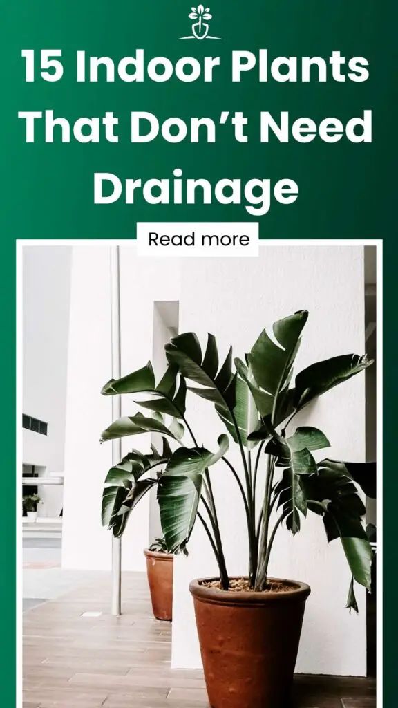 15 Indoor Plants That Don’t Need Drainage-min
