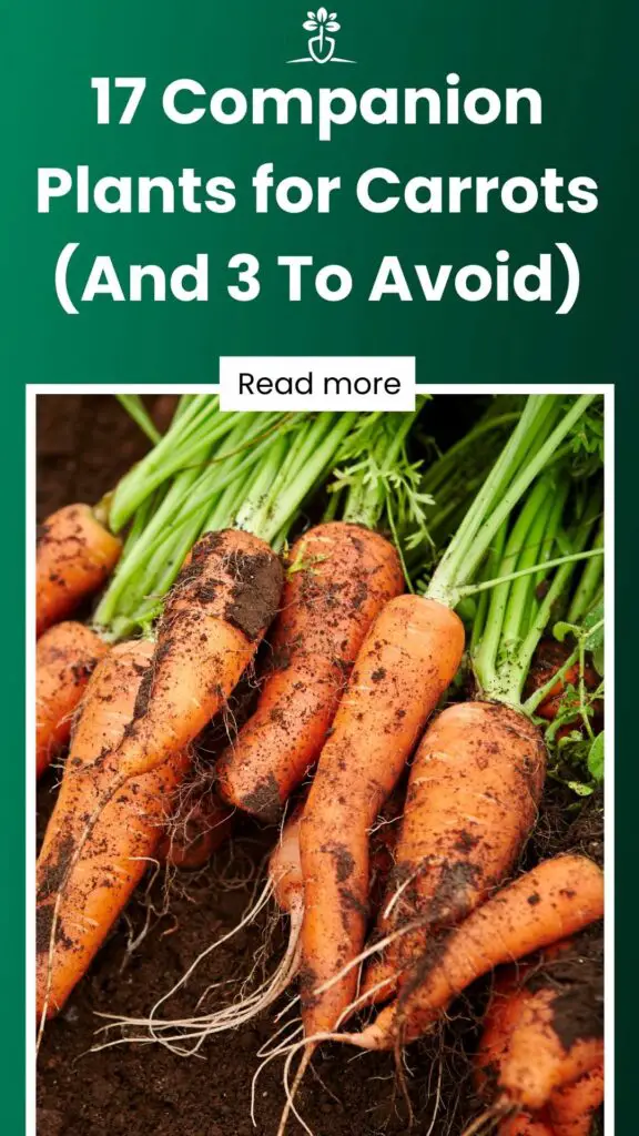 17 Companion Plants for Carrots (And 3 To Avoid)-min