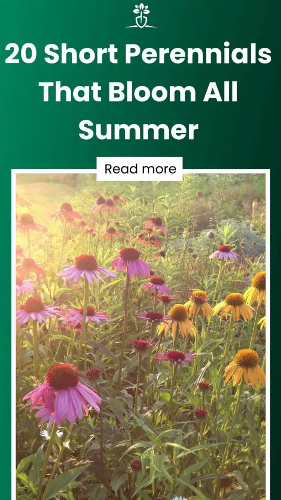 20 Short Perennials That Bloom All Summer-min