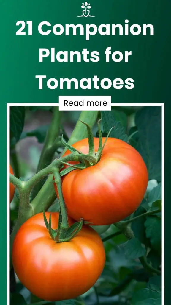 21 Companion Plants for Tomatoes-min