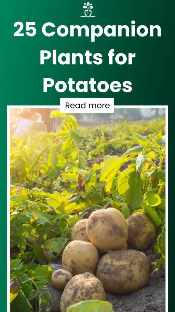 25 Companion Plants for Potatoes-min