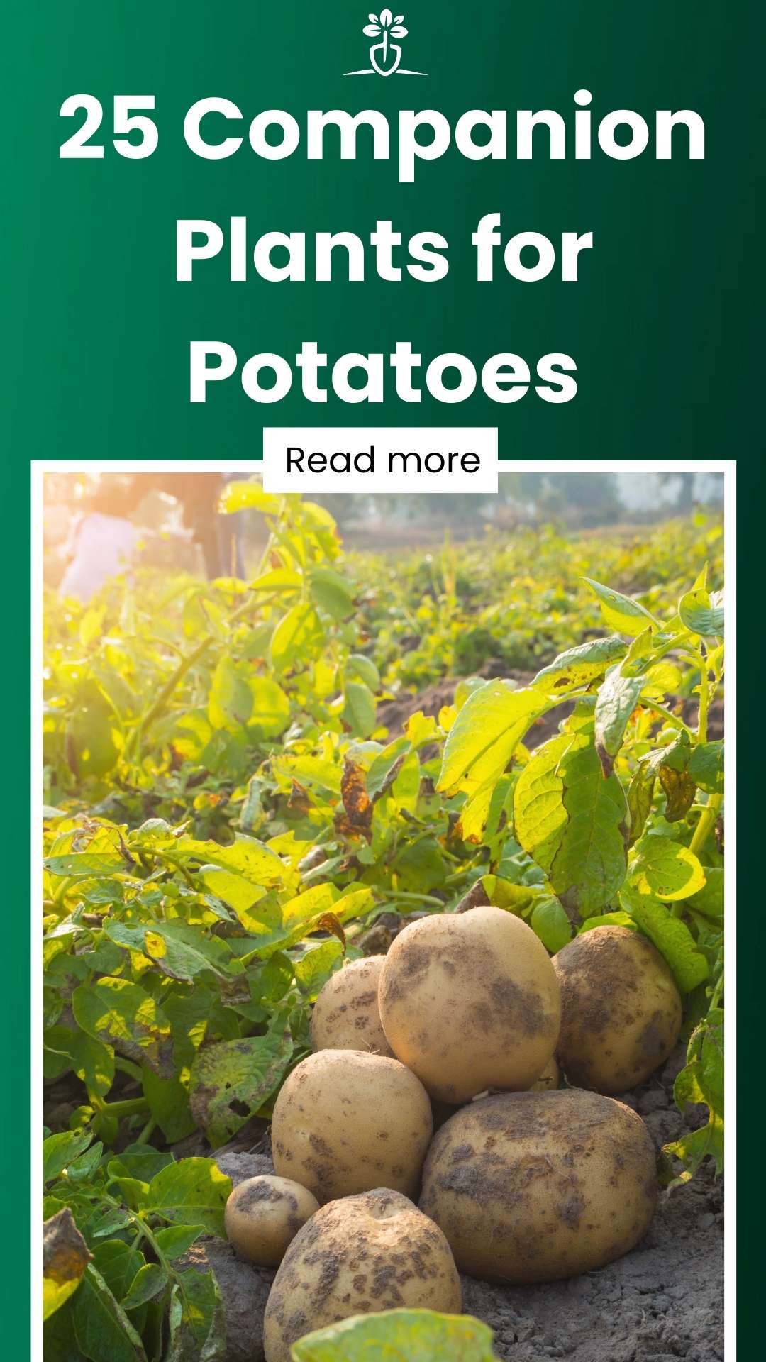 25 Companion Plants for Potatoes That You Will Love