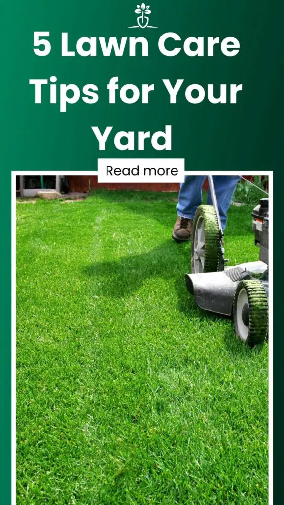 5 lawn care tips for your yard