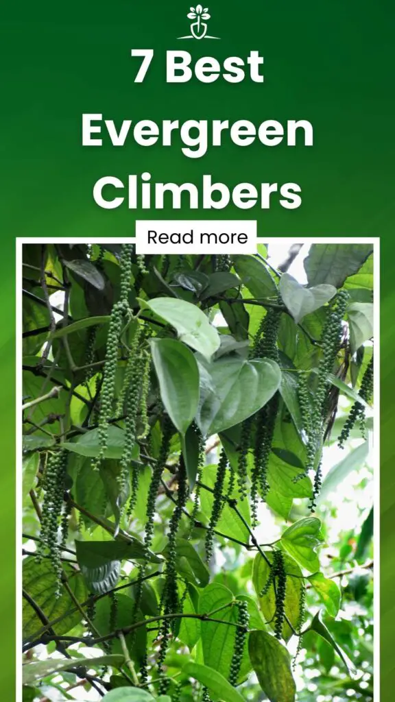7 Best Evergreen Climbers-min