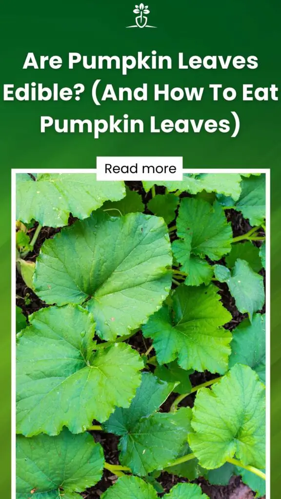 Are Pumpkin Leaves Edible (And How To Eat Pumpkin Leaves)-min