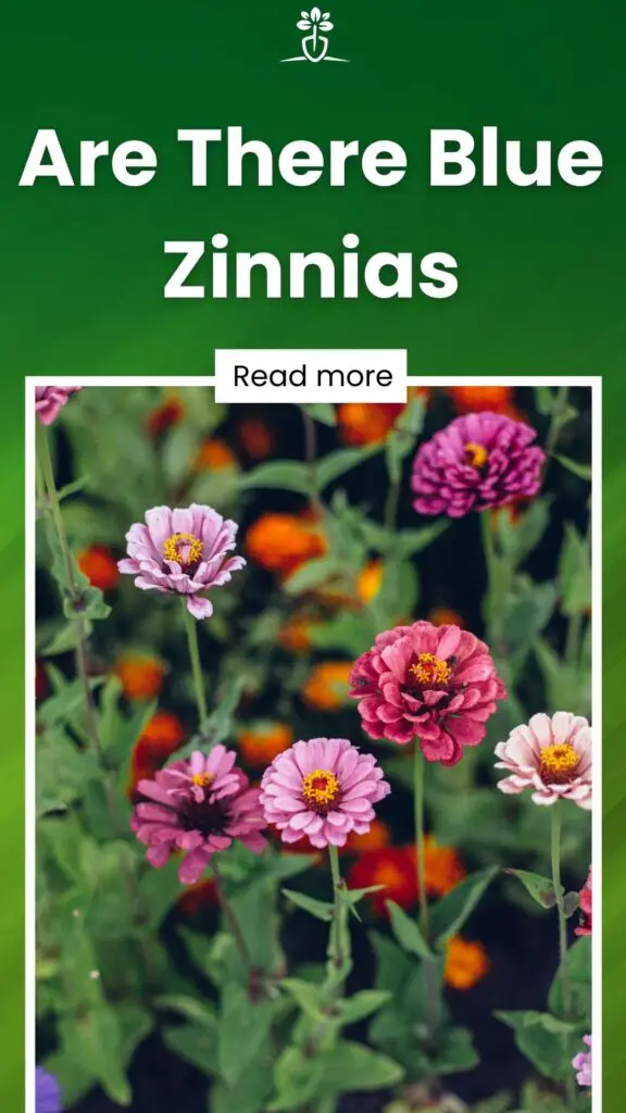 Are There Blue Zinnias-min
