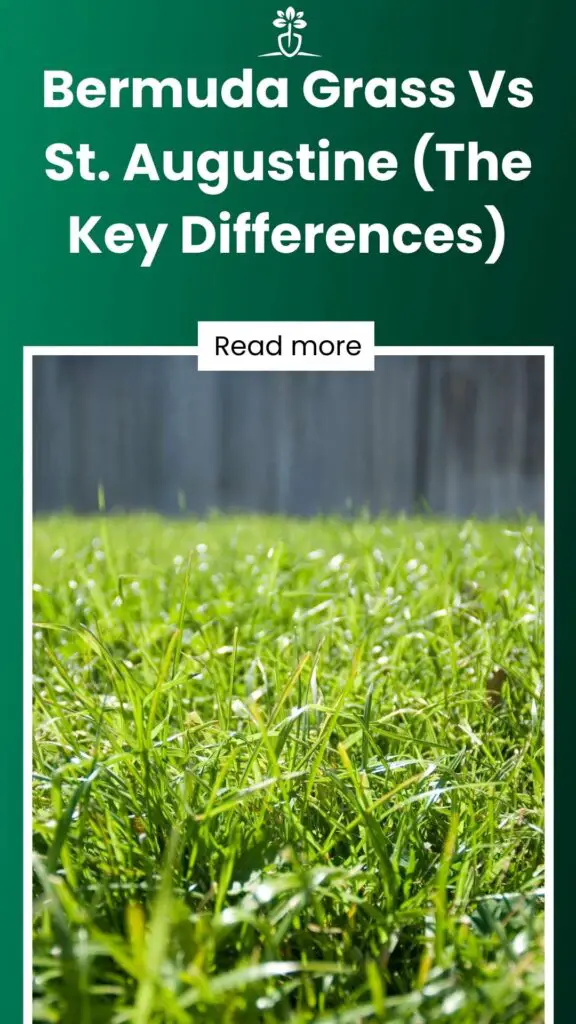 Bermuda Grass Vs St. Augustine (The Key Differences)-min