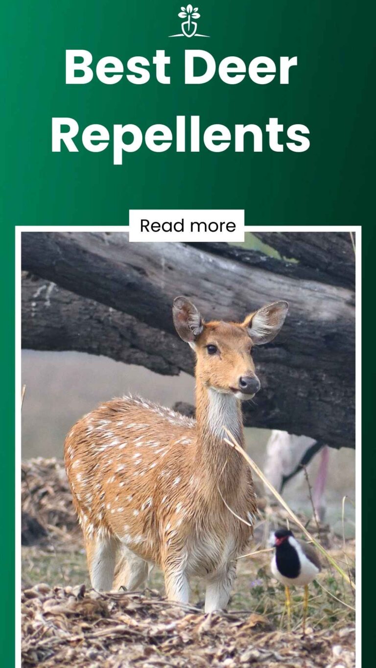 5 Best Deer Repellents in 2024 (Full Reviews & Comparisons)