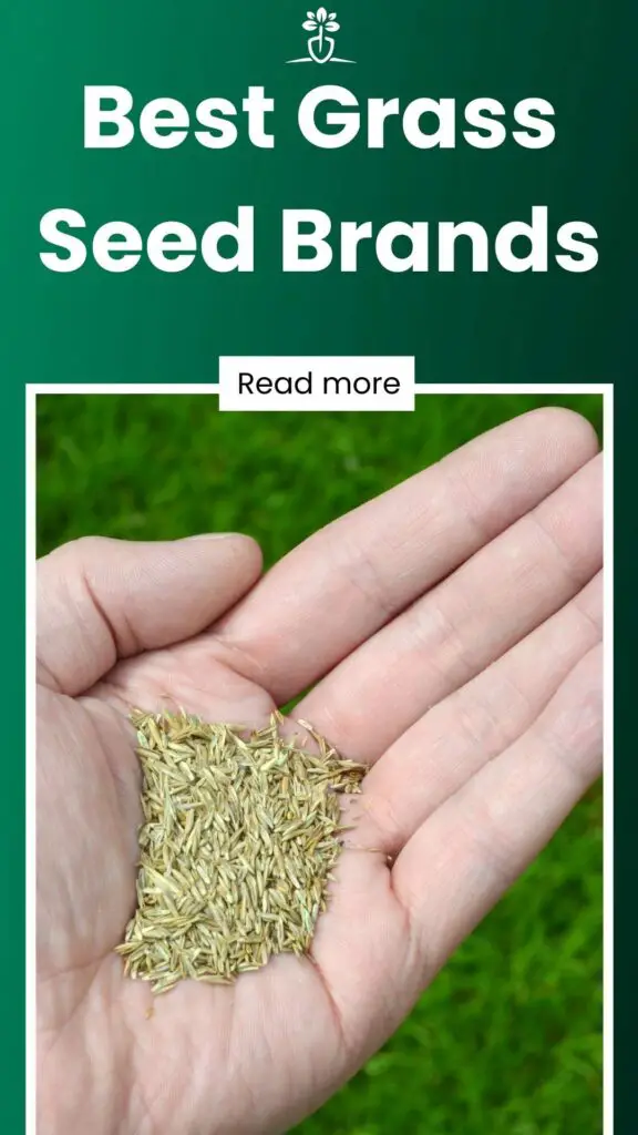 Best Grass Seed Brands-min