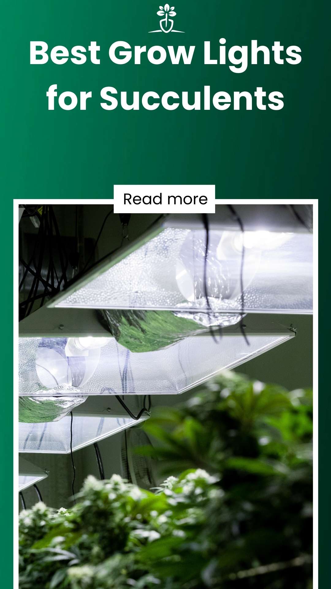 5 Best Grow Lights for Succulents in 2024 (Reviews & Research)