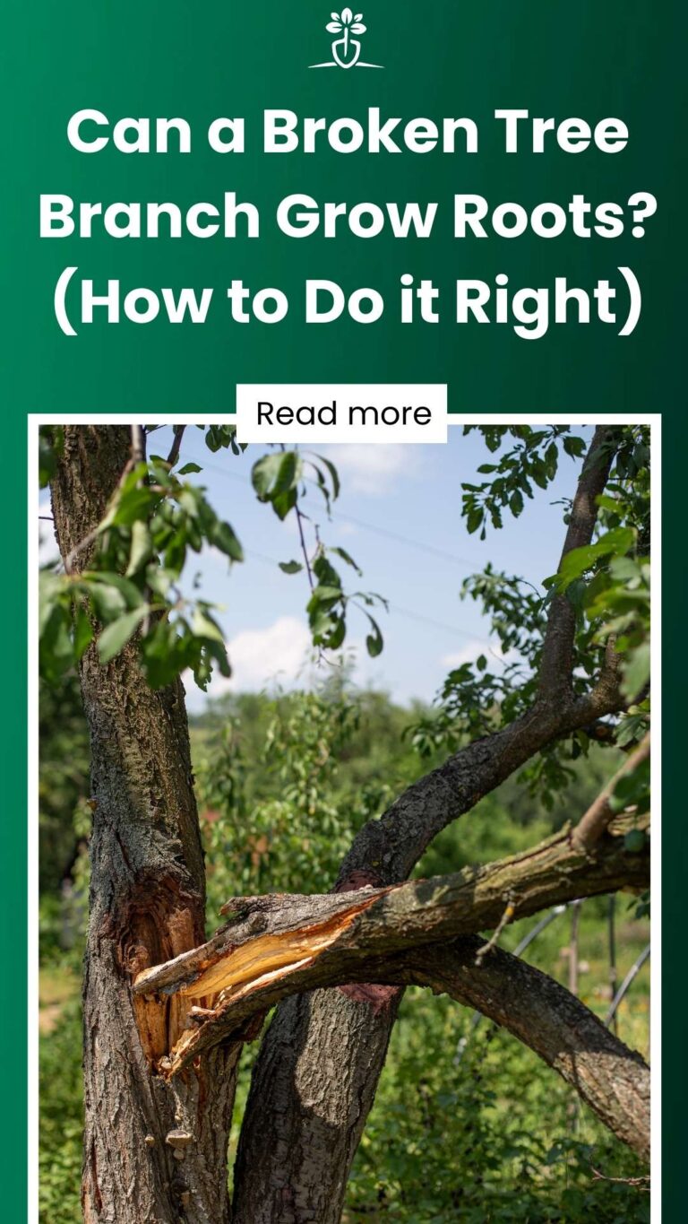 Can a Broken Tree Branch Grow Roots? (How to Do it Right)