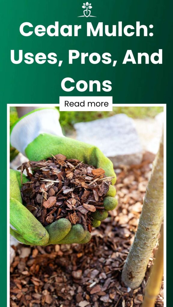 Cedar Mulch Uses, Pros, And Cons-min