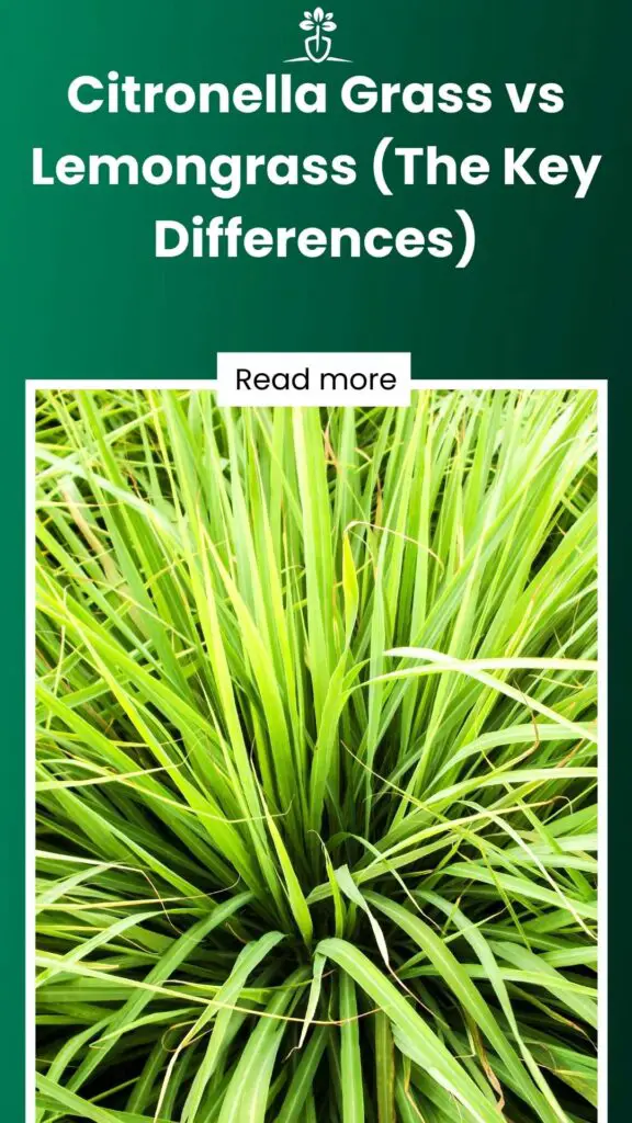 Citronella Grass vs Lemongrass (The Key Differences)-min