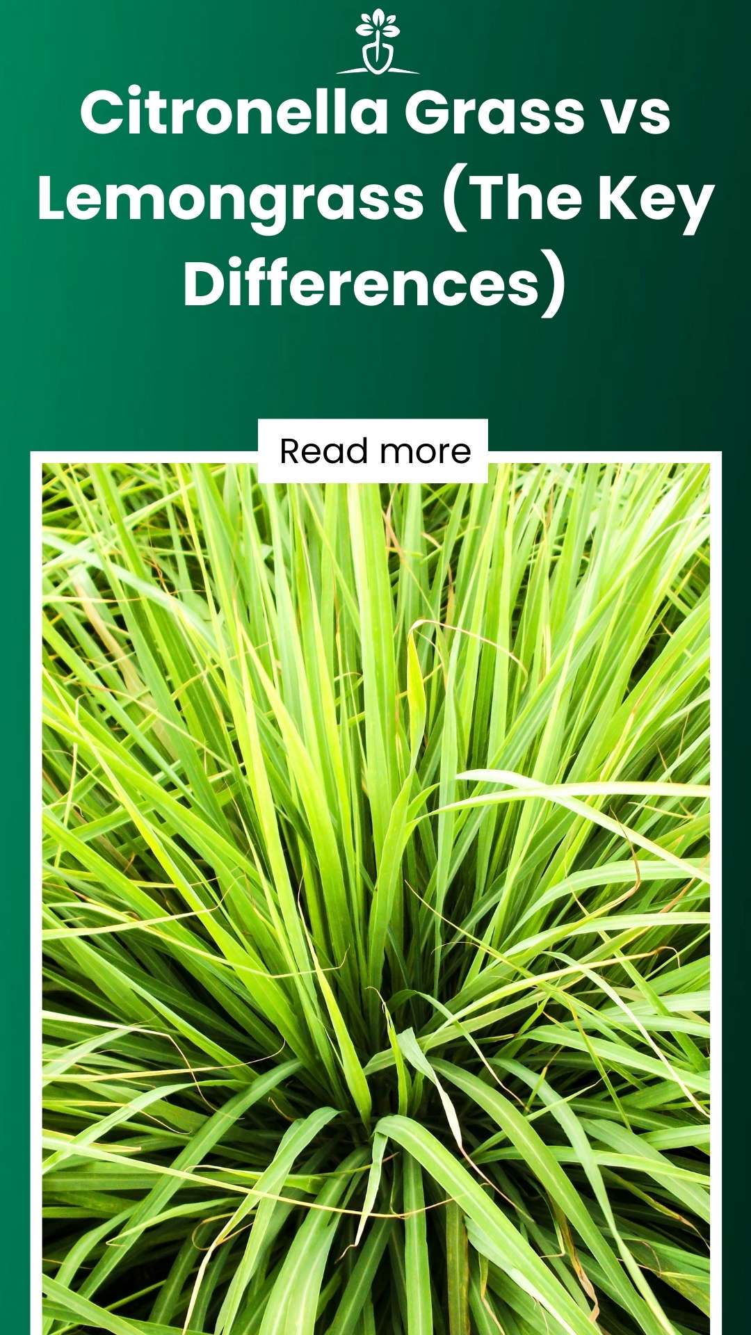 Citronella Grass vs Lemongrass (The Key Differences)