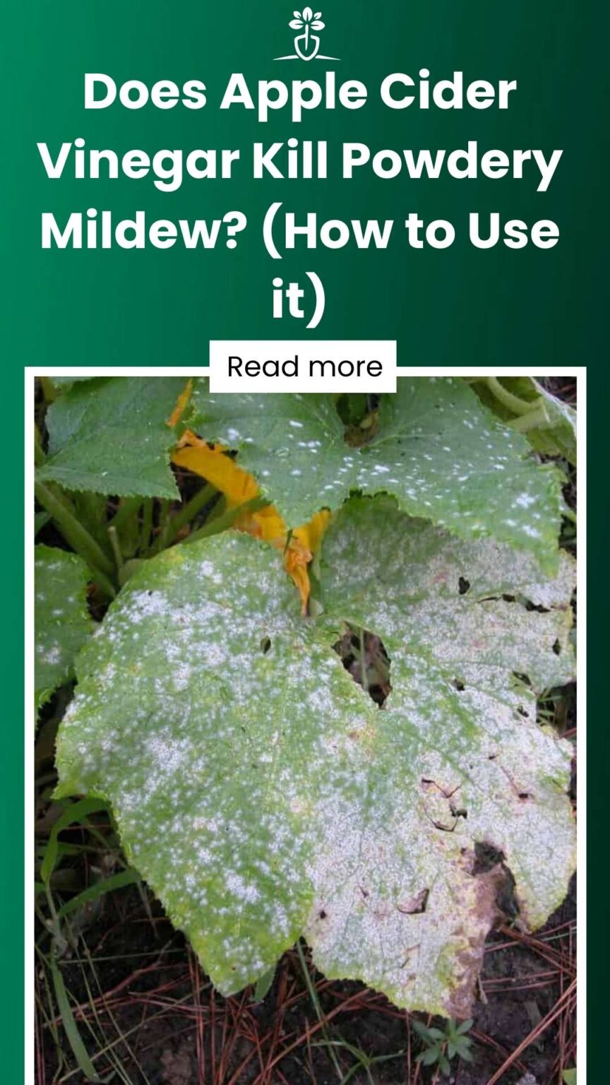 Does Apple Cider Vinegar Kill Powdery Mildew? (How to Use it)